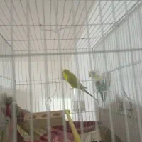 مرغ عشق معاوضه با مرغ