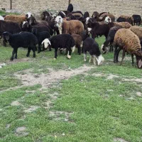 ۴۸میش وبره افشار غزل درجه یک