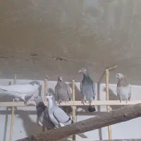 کبوتر پرنده