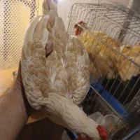 مرغ وخروس سبرایت بوف
