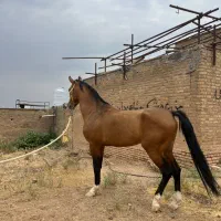 فروش نریان ۴ ساله