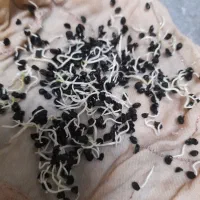 بذر پیاز قرمز صادراتی