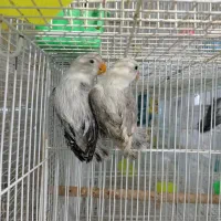 کوتوله عروس گرینچیک کاسکو خورشیدی یووینگ فیشر|لوازم جانبی حیوانات|مشهد, کشف|دیوار