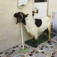 فروش چپش|حیوانات مزرعه|دوگنبدان, |دیوار