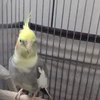 عروس هلندی جفت|پرنده|کاشان, فاز ۲ ناجی آباد|دیوار