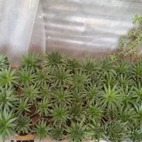 گلها ۲۰ تا ۳۰|گل و گیاه طبیعی|رودبنه, |دیوار