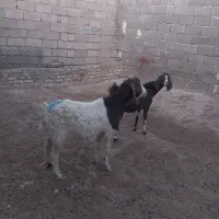 بز آبستن|حیوانات مزرعه|تربت جام, معدآباد|دیوار