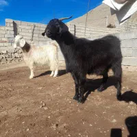 بز گوسفند|حیوانات مزرعه|مشگین شهر, |دیوار