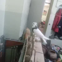 باسلام طوقی شش لق انداخته چهارتا دیگه داره|پرنده|زرند, |دیوار