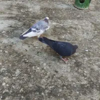 دوتا نر پلاکی یا شهرستانی|پرنده|مشکین‌دشت, |دیوار