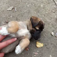 سگ مالینویز|سگ|بهشهر, |دیوار