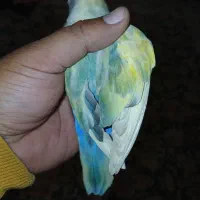 عروس برزیلی نر بالغ نژاد اوپال رنگین کمانی کمیاب