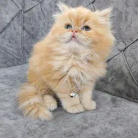 پرشین بریتیش نژاد اصیل جینجر گارفیلدی خاص ماده