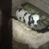بره