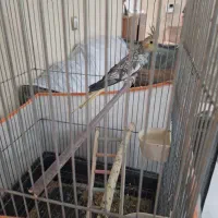 عروس هلندی ماده