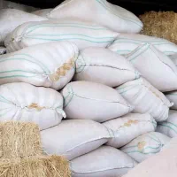 کاه گندم دیم کنگاور