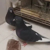 کبوتر پرشی|پرنده|بهارستان, |دیوار