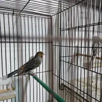 چند جفت قناری رنگ تیره آگات توپاز کبالت|پرنده|حمیدیا, |دیوار