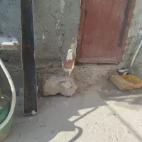 طوقی زرد کاکل