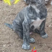 توله افقان|سگ|کاخک, |دیوار