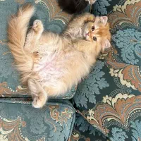 گربه بیریتیش|گربه|قرچک, مهدیه|دیوار