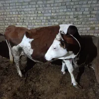 گاو