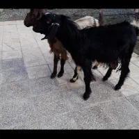 فروش نری یک ساله