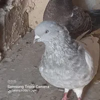 کفتر کله الماسی نر