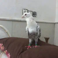 کلاغ هفت رنگ