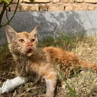 واگذاری گربه