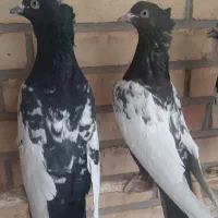 سینه سیاه|پرنده|شیراز, دروازه اصفهان|دیوار