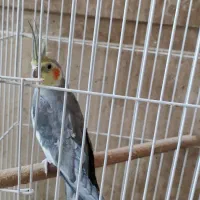 عروس هلندی نر آماده جفت