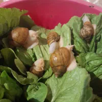 حلزون|خزنده|کرمانشاه, |دیوار