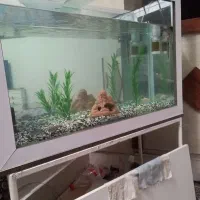 آکواریوم ،به همراه لوازما