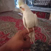 عروس هلندی تازه ب حرف امده