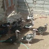 10 تا اوردک خارجی سالم و سرحال به فروش می‌رسد|حیوانات مزرعه|زابل, |دیوار