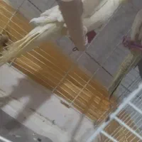 عروس هلندی  ماده