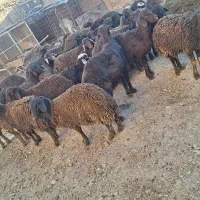 بره قزل افشار|حیوانات مزرعه|لالجین, |دیوار