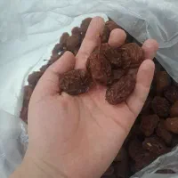 الو برغون  کیلو ۲۷۰ تومان می باشد|خوردنی و آشامیدنی|اندیشه, شهرک کوثر|دیوار
