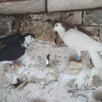 کبوترنقش|پرنده|گلپایگان, |دیوار