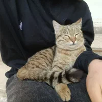 گربه گمشده به اسم ترشک دختره