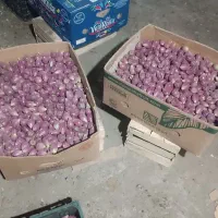 میوه ،برگ و نهال  اپونتیا کاکتوس|عمده‌فروشی|کیاشهر, |دیوار