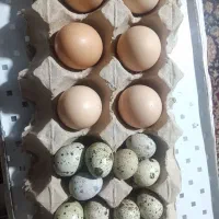 تخم مرغ و تخم بلدرچین