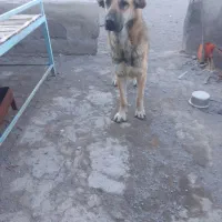 واگزاری سگ عراقی نر