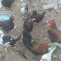 مرغ و خروس|حیوانات مزرعه|رفسنجان, |دیوار