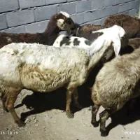 میش  گوسفندافشار پلنگی