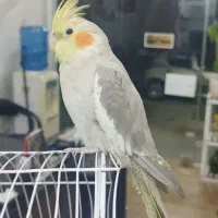 عروس هلندی . کوتوله برزیلی . مرغ عشق. قناری