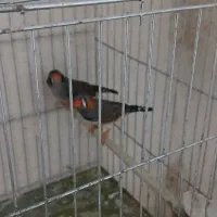 نرگسی نر بالغ مست،یک جفت فنچ زبرا همراه تخم معاوضه|پرنده|رشت, تازه آباد|دیوار