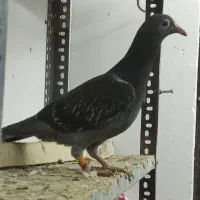 آلمانی|پرنده|تربت جام, مسکن مهر|دیوار