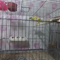 قناری جیبر نر...قناری قرمز نر رنگ طبیعی